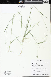 Poa wolfii image