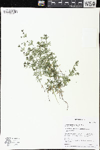 Galium concinnum image