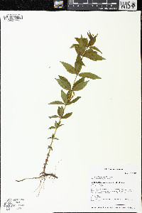 Lysimachia quadriflora image