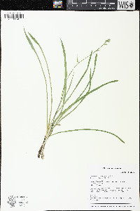 Anticlea elegans image