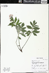 Hydrophyllum virginianum image