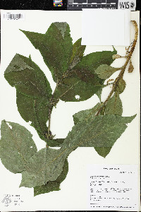 Triosteum perfoliatum image