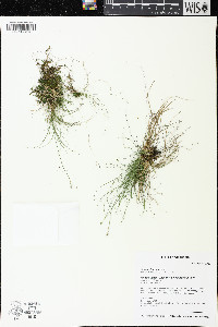 Carex eburnea image