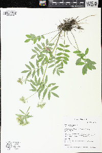 Polemonium reptans image