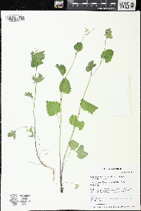 Alliaria petiolata image