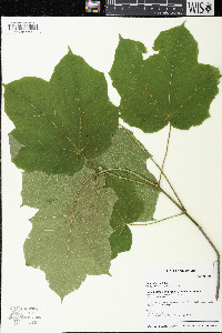 Acer nigrum image