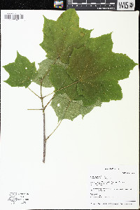 Acer nigrum image