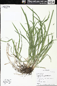 Carex hirtifolia image