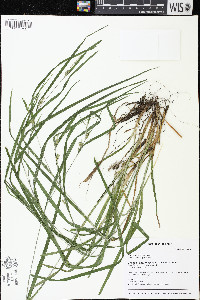 Carex grisea image