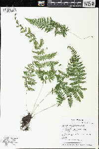 Cystopteris laurentiana image