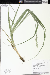 Carex sparganioides image