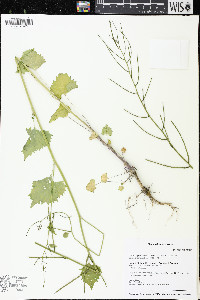 Alliaria petiolata image