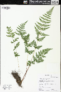 Cystopteris tenuis image