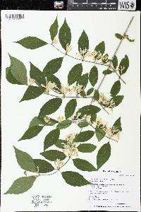 Lonicera maackii image
