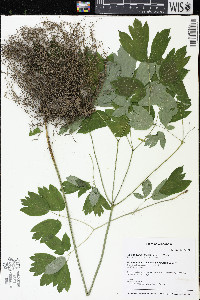 Caulophyllum thalictroides image