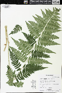 Dryopteris goldieana image