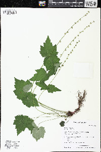 Mitella diphylla image