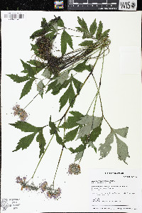 Hydrophyllum virginianum image