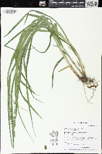 Carex sparganioides image