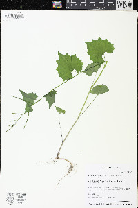 Alliaria petiolata image