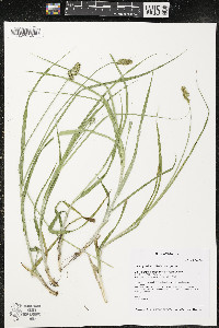 Carex gravida image