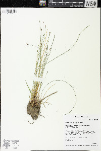 Eleocharis erythropoda image