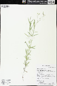 Stellaria longifolia image