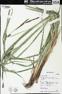 Carex lacustris image