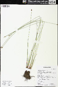Eleocharis erythropoda image