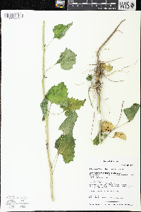 Alliaria petiolata image