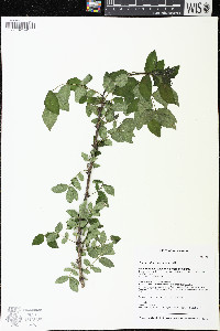 Zanthoxylum americanum image