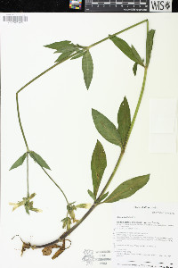 Silene latifolia image