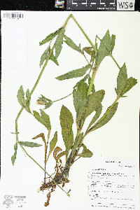 Silene latifolia image