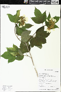 Viburnum trilobum image