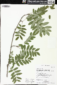 Sorbus aucuparia image