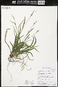 Carex laxiculmis var. copulata image