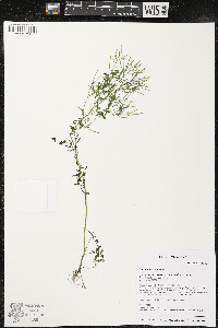 Cardamine pratensis image