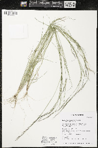 Aristida basiramea image