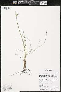 Sisyrinchium montanum image