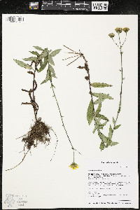 Hieracium kalmii image