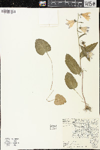 Campanula rapunculoides image