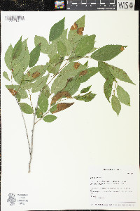 Ulmus pumila image