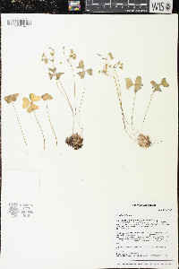 Oxalis violacea image