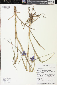 Tradescantia ohiensis image