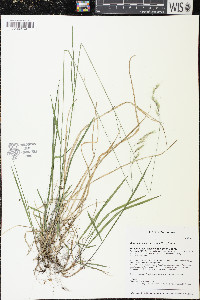 Schizachne purpurascens image