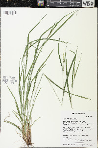 Carex hitchcockiana image