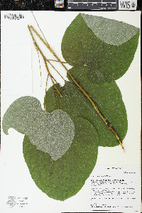 Smilax ecirrhata image