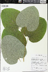 Smilax ecirrhata image