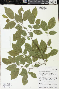 Carpinus caroliniana subsp. virginiana image