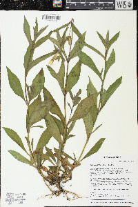 Silene latifolia image